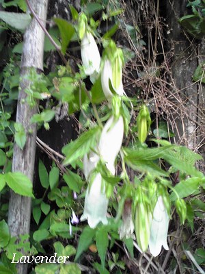 f0105732_10424233.jpg