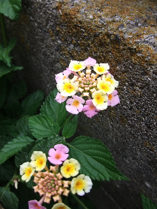 f0201741_1653368.jpg