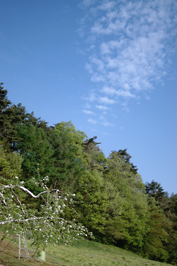 d0008146_2313581.jpg