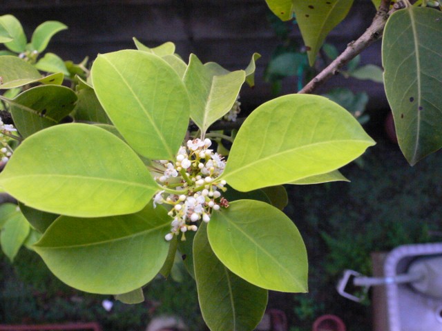 b0074862_134489.jpg
