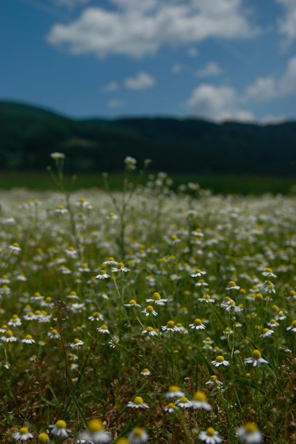 d0008073_3115189.jpg