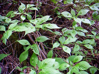 f0182173_23183741.jpg