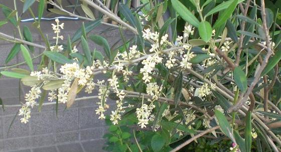 f0185902_1828797.jpg