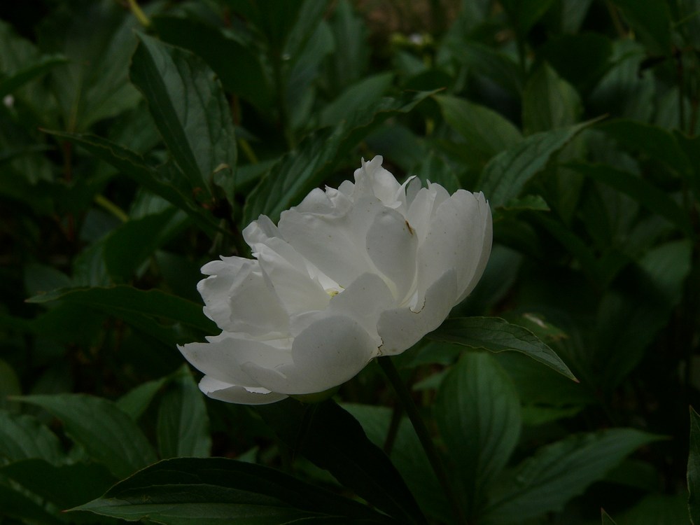 c0062511_613139.jpg