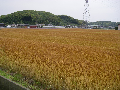 b0113219_1452187.jpg