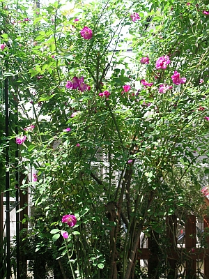 d0037729_0124110.jpg