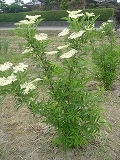 f0167635_54820100.jpg