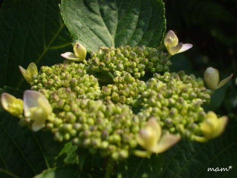 e0081339_14392964.jpg