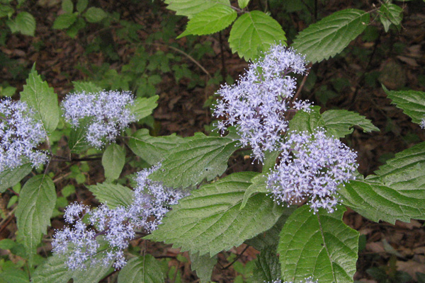 f0007956_173719100.jpg