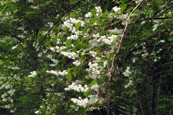 f0007956_225717.jpg