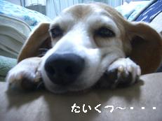 b0098660_17595467.jpg