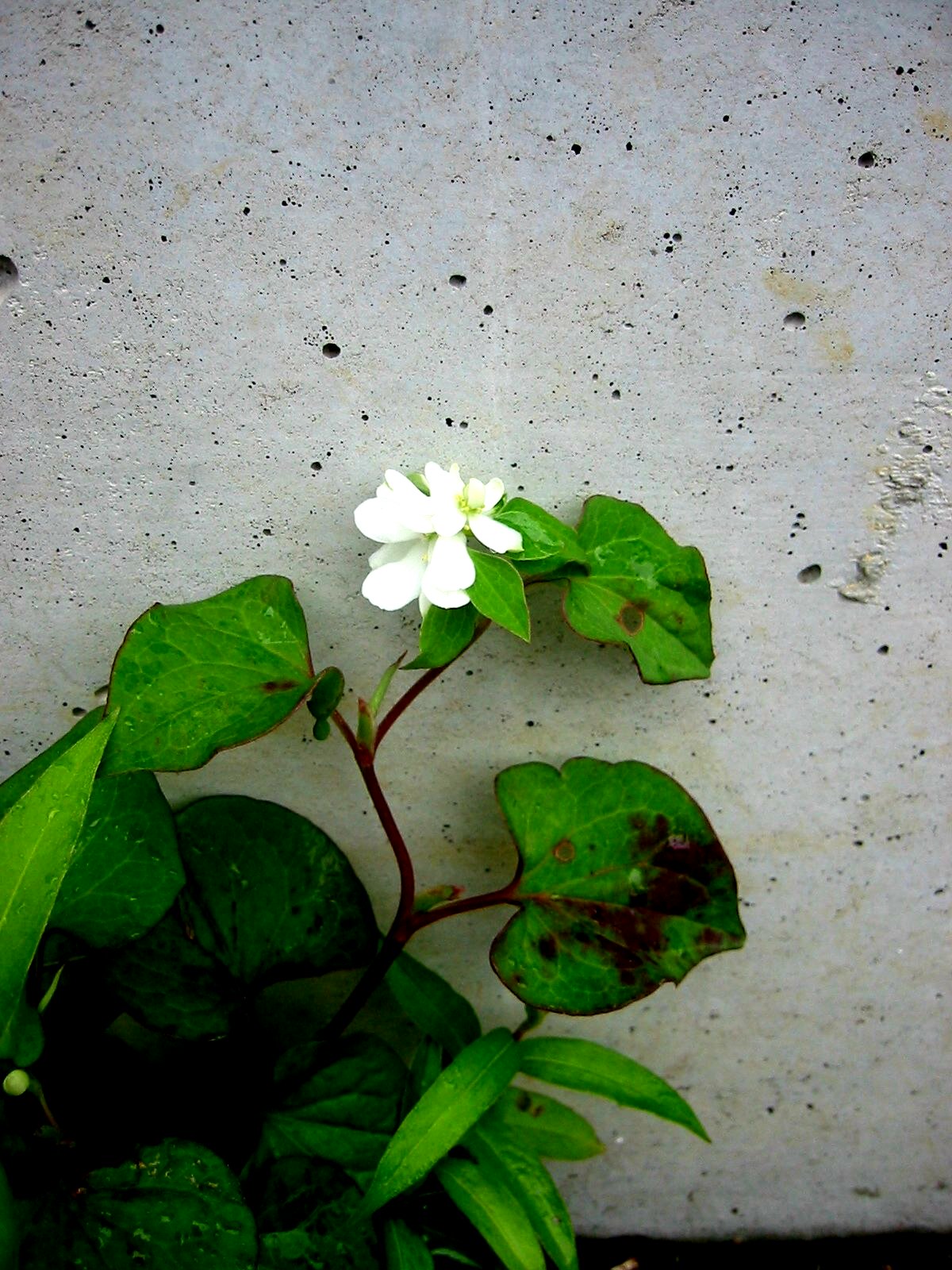 e0172160_13533992.jpg