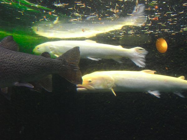 d0005370_0525736.jpg
