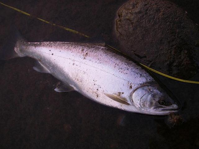 e0144195_1812149.jpg