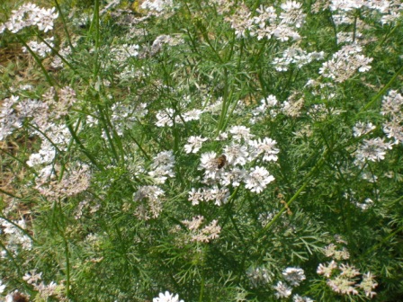 f0144707_720561.jpg