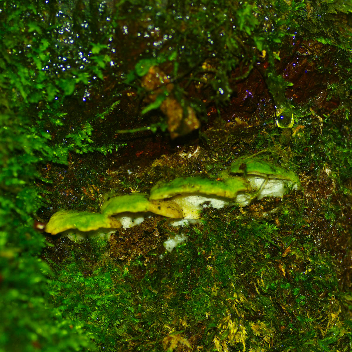 e0142611_16401242.jpg