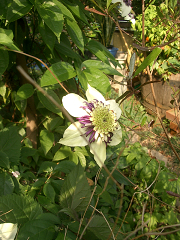 c0086221_1925652.jpg