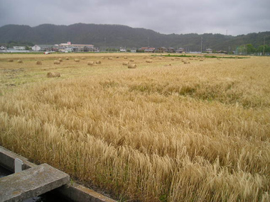 c0165033_13523014.jpg