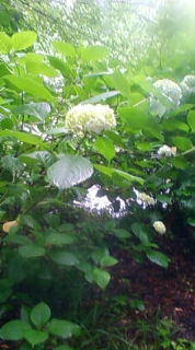 c0150440_10231072.jpg