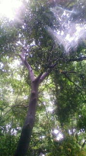 c0150440_1023109.jpg