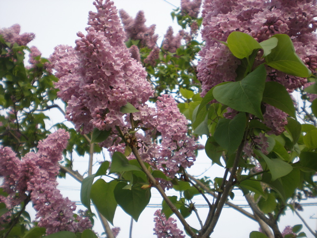 c0153444_745677.jpg
