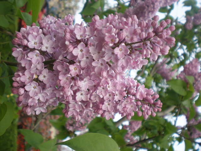 c0153444_75161.jpg