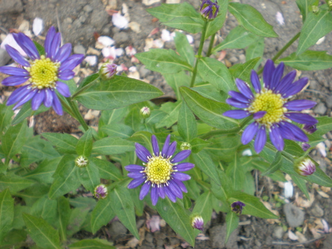 c0153444_7583664.jpg