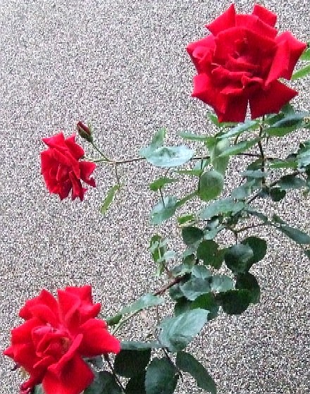 e0129656_22263484.jpg