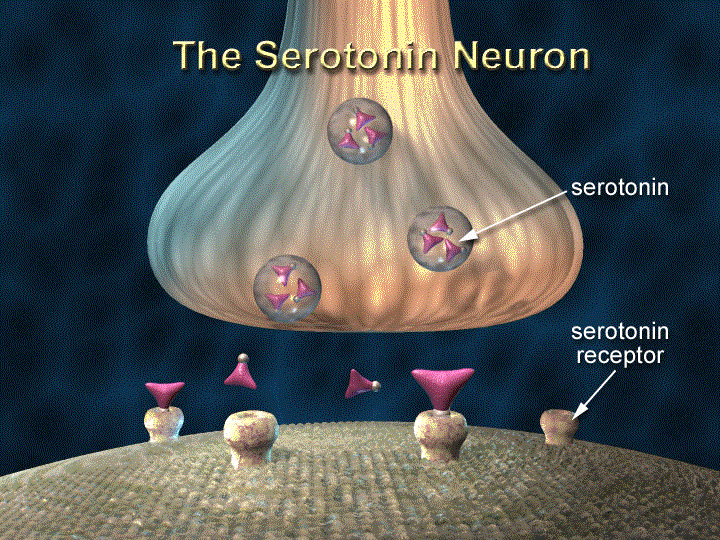 セロトニン症候群の原因と症状は？ | うつトモ