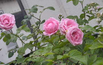 e0086864_9531270.jpg
