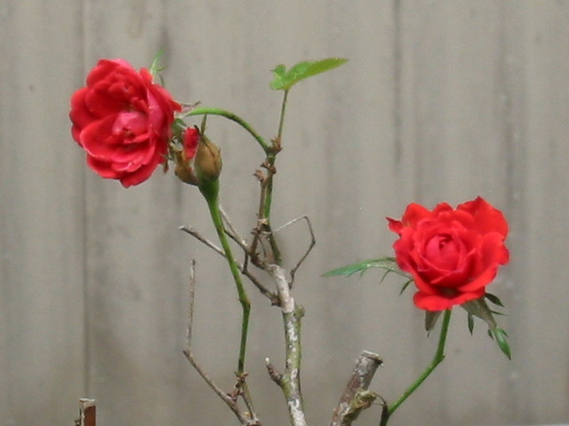 d0094868_12241360.jpg