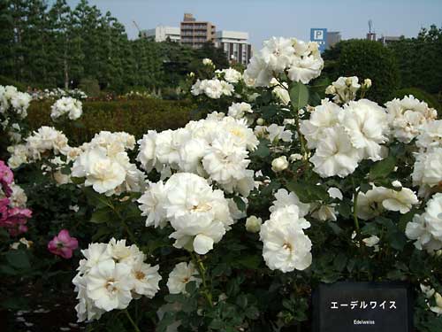 e0097770_2356764.jpg