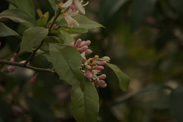 d0133693_1756128.jpg