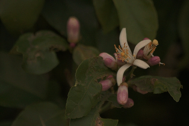 d0133693_17563433.jpg