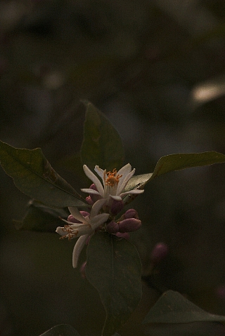 d0133693_17564344.jpg