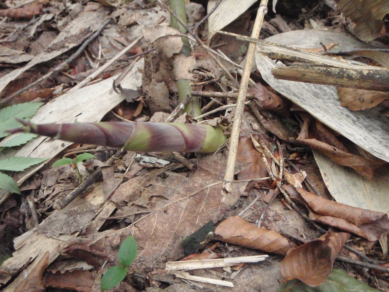 c0147398_1122817.jpg