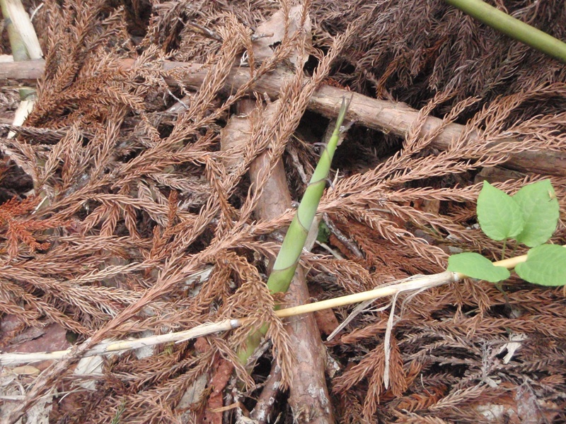 c0147398_112944.jpg