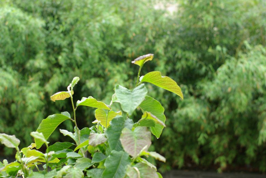 c0187503_18115276.jpg