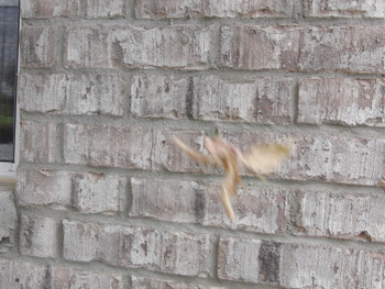 c0151122_8422150.jpg
