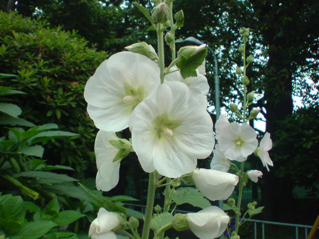 e0016828_12122859.jpg