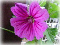 f0002833_218582.jpg