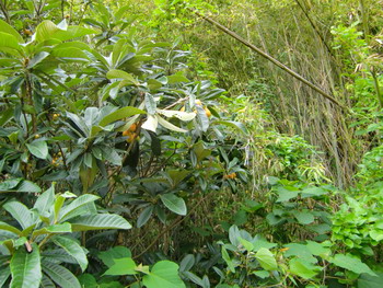 c0183137_1839090.jpg