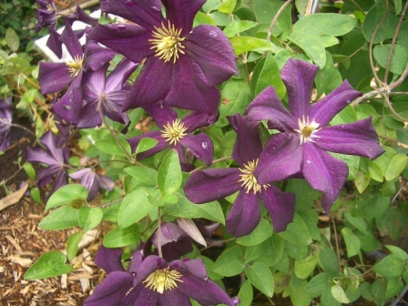 c0025140_17441372.jpg