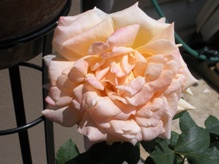 e0149340_9411584.jpg
