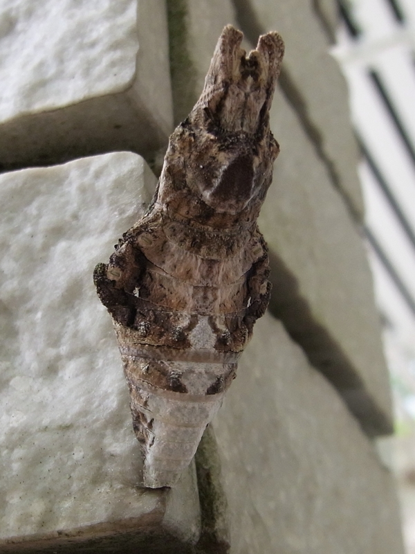 c0142963_17443643.jpg
