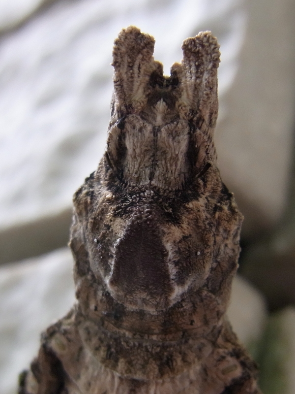 c0142963_17452631.jpg