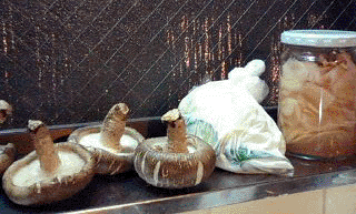 f0099367_2039412.gif