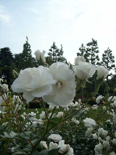 e0097770_032926.jpg