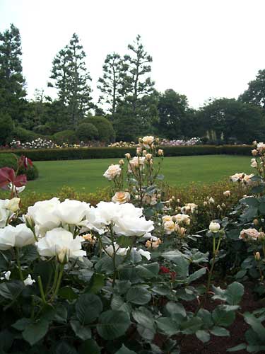 e0097770_0335064.jpg