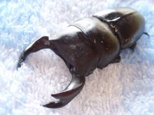 c0150582_1944564.jpg
